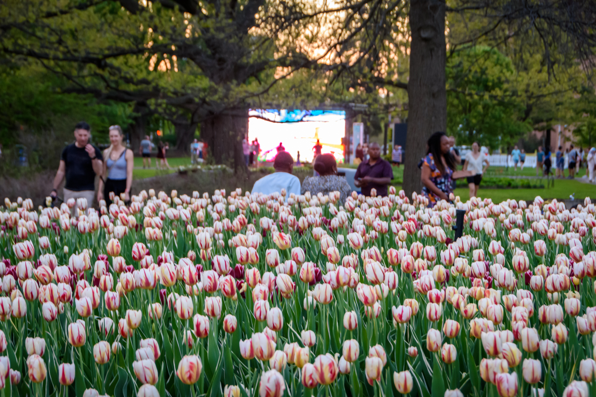 Canadian Tulip Festival, Wednesday, March 22, 2023, Press release picture
